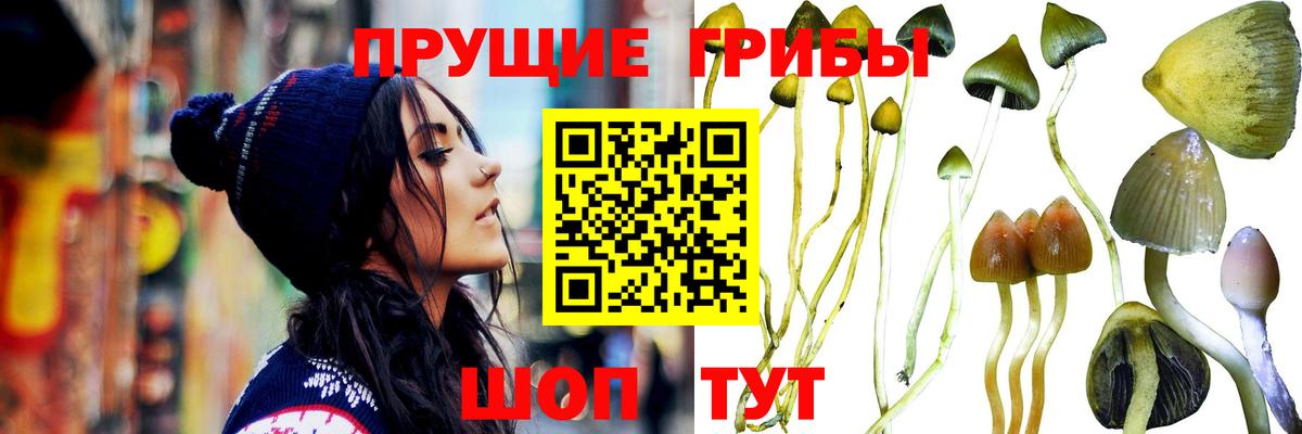 Псилоцибиновые грибы GOLDEN TEACHER Магнитогорск